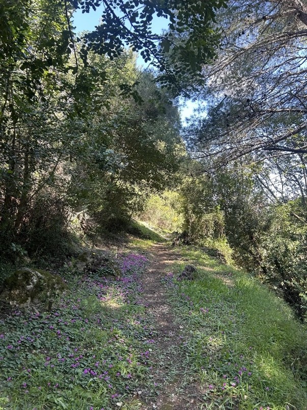 Coastal trail leading to hidden sandy beaches on Koločep Island